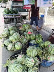 榆中定远吃瓜事件视频曝光,视频曝光揭示惊人真相