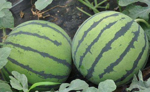 山东王佳颖吃瓜视频曝光,揭秘背后惊人真相