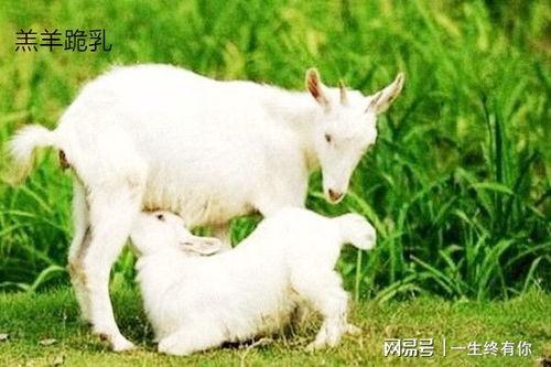 电击小羊蛋仔吃瓜视频,揭秘神秘视频背后的真相