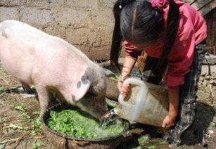 喂猪吃瓜视频大全下载安装