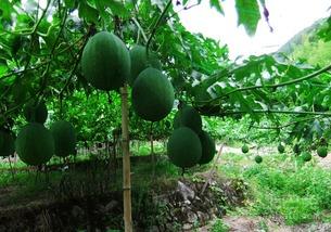 柯基可以吃吊瓜吗视频