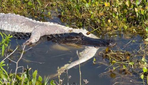 吃瓜鳄鱼视频大全集下载,趣味横生的动物世界大揭秘
