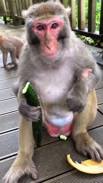 猴子的吃瓜视频下载安装,视频下载安装背后的趣味故事