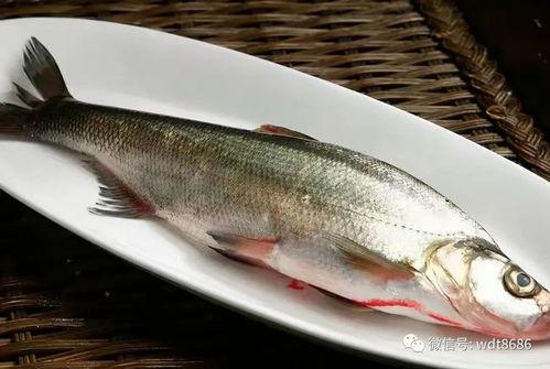 吃八瓜鱼要去皮吗视频大全,视频大全教你轻松处理