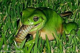 吃瓜青蛙原视频,揭秘娱乐圈幕后真相的趣味之旅