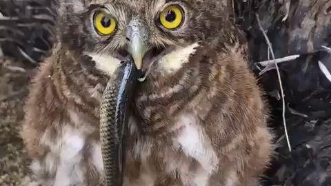 吃瓜猫头鹰视频
