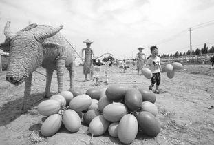 焦作武陟吃瓜事件视频,一场网络热议的真相追踪