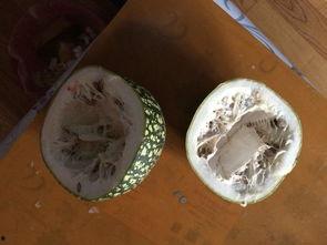 吃瓜看瓜的视频,揭秘热门吃瓜视频背后的故事