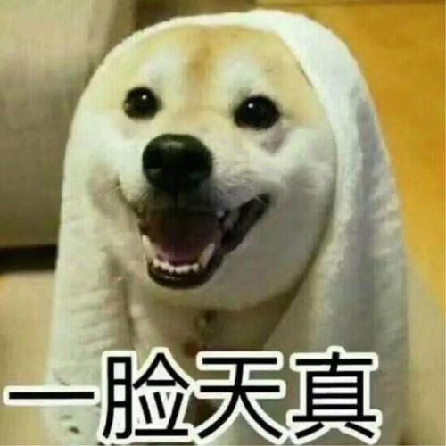 室友拍视频吃瓜,揭秘校园生活趣味瞬间