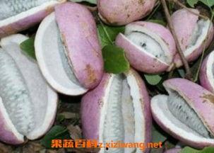 外地人吃八月瓜视频播放,视频播放引发网友热议