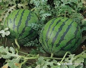 西瓜吃哈密瓜的故事视频,一场意外的味蕾冒险