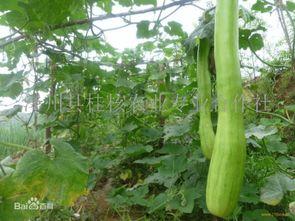 砍瓜吃的危害有哪些视频,视频揭示五大潜在风险