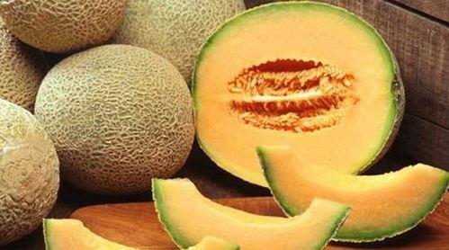 豆柴吃哈密瓜视频