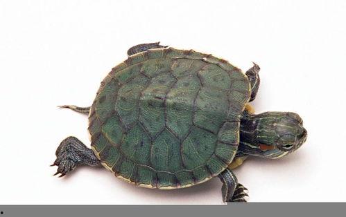 皮皮龟吃瓜视频,揭秘网红美食背后的故事