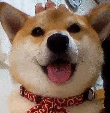 狗头吃瓜视频总集,笑料横生的视频总集回顾