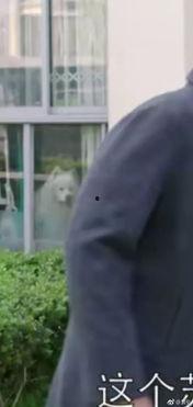 吃瓜真实电视剧视频,吃瓜群众视角下的真实剧坛风云