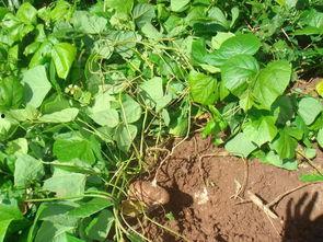 山上挖的土瓜可以吃吗视频