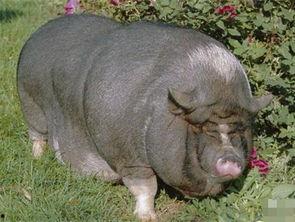 猪吃瓜顺口溜搞笑视频大全