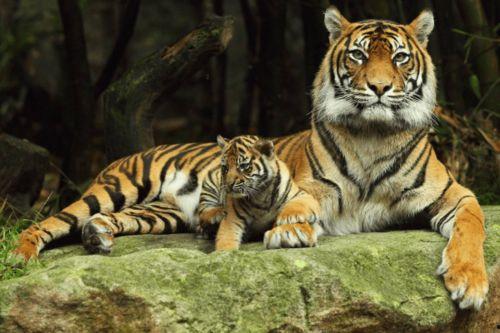 老虎瓜怎样吃最好吃视频,解锁最佳食用之道