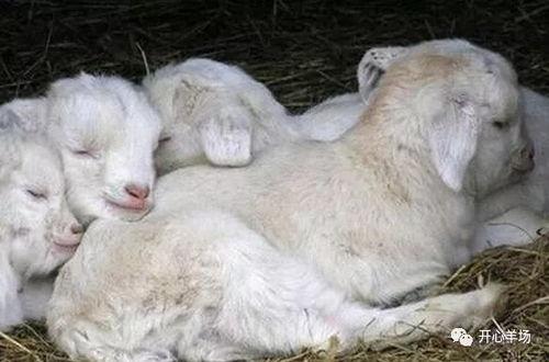 小羊视频吃瓜是真的吗知乎,真相揭秘