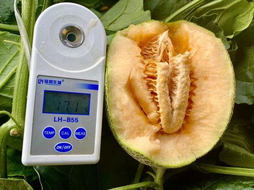 全网吃瓜视频网站大全,一网打尽热门八卦，揭秘娱乐圈幕后故事