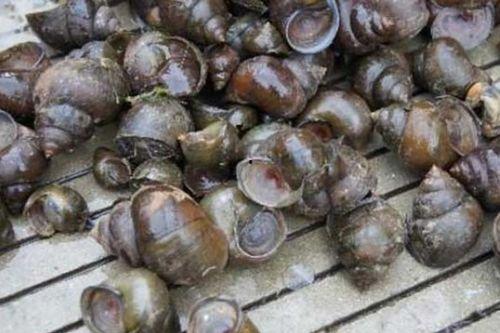 大瓜吃福寿螺好吗视频,大瓜视频中的美味之谜