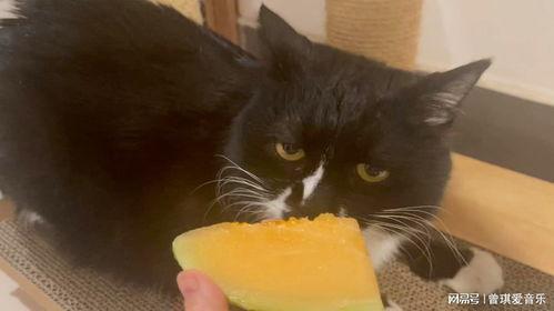 哈密瓜可以给猫吃么吗视频,哈密瓜，猫友们的健康新选择？