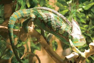 变色龙吃瓜视频,一场与瓜果的奇妙邂逅