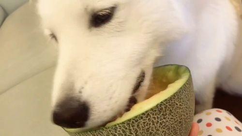 狗头呼啦圈吃瓜视频在线,萌态十足引网友爆笑