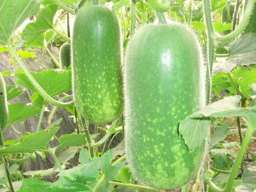 外地人吃土瓜视频大全播放,视频大全播放量爆表！