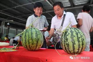 吃瓜环节最新视频,最新视频揭秘幕后真相