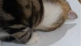 带你吃瓜猫叫声视频在线观看,猫叫声视频在线观看