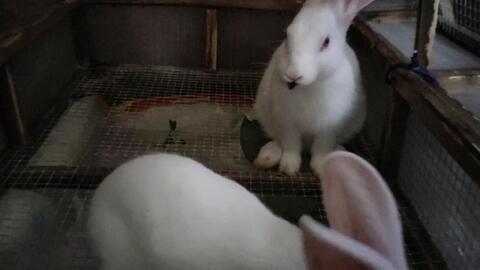 白瓜能喂兔子吃吗视频,白瓜喂兔子的营养与适宜性探讨