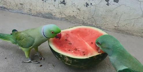 朋友吃瓜拉肚子视频,揭秘夏日饮食健康陷阱