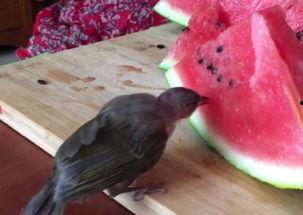 吃瓜小鸟教学视频,轻松掌握瓜果种植技巧