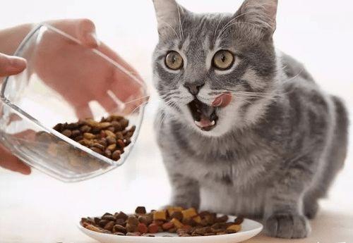 猫咪吃乳瓜好吗视频讲解