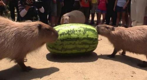 水豚吃瓜视频播放,萌态十足引网友爆笑