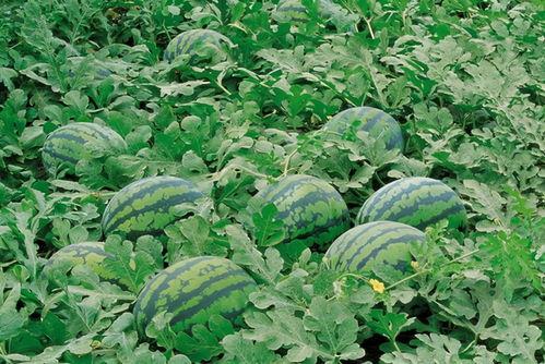 浙江农村吃瓜视频,趣味横生的乡村生活剪影