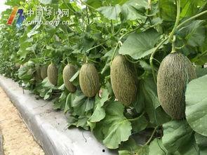 宁波吃瓜的视频,一网打尽本地特色美食