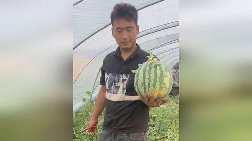 吃瓜视频让人心疼的,温情脉脉的感动瞬间