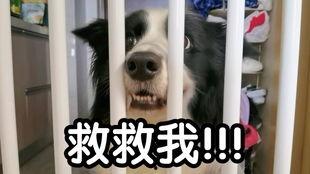 萨摩耶吃哈密瓜的视频