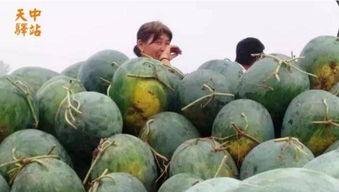 卖瓜吃瓜现场视频大全下载,卖瓜吃瓜现场视频大全下载瞬间回顾